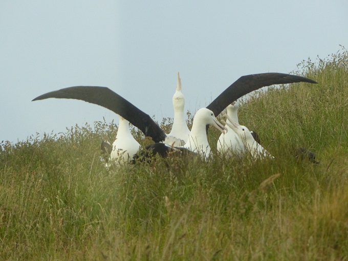 "Teenager" royal albatrosses showing-off Dec 2015
